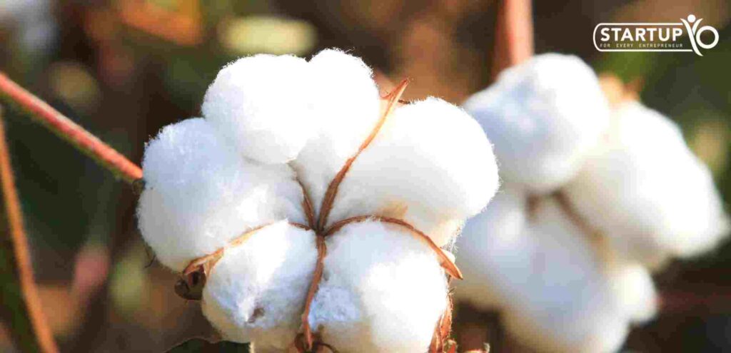 Cotton Supply Business | startupYo