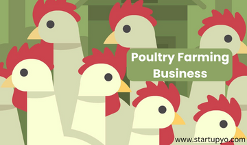 Poultry Farming Business 