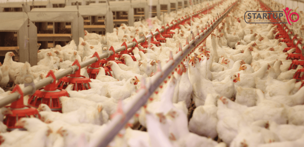 Poultry Farming Business | stratupYo