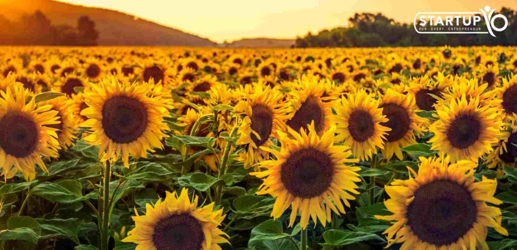 Sunflower Farming Business | StartupYo